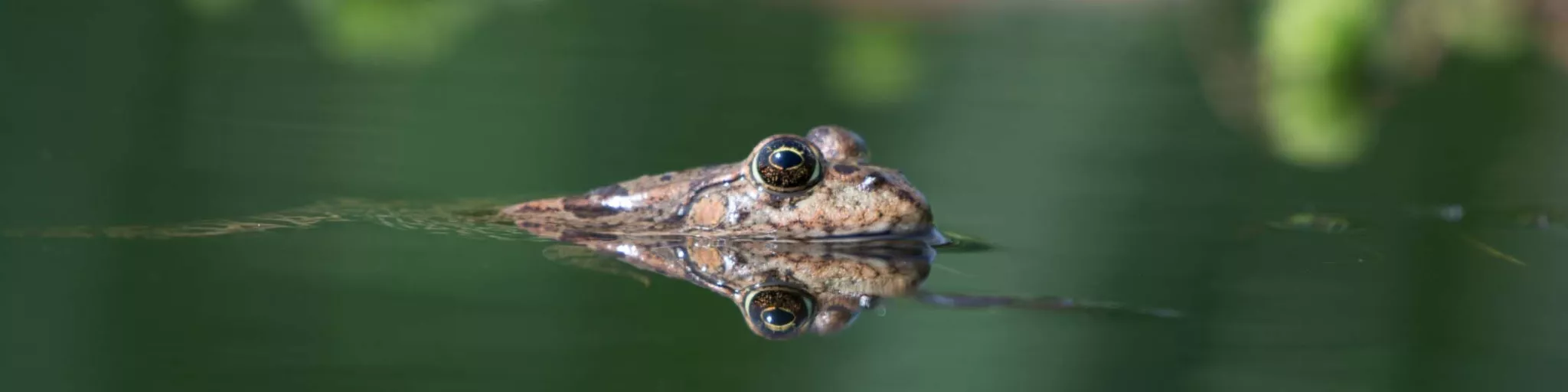 Grenouille verte