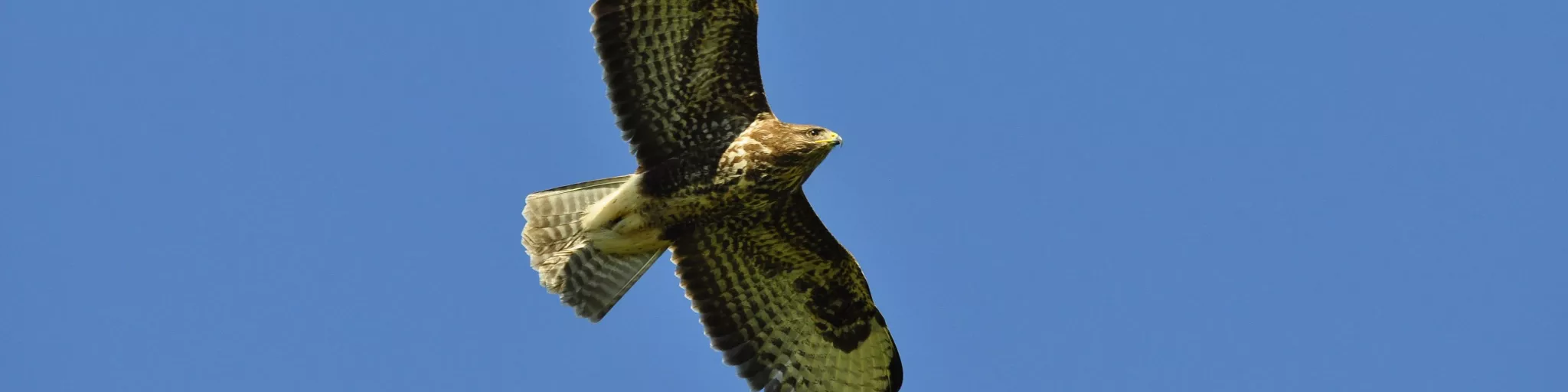 buse variable