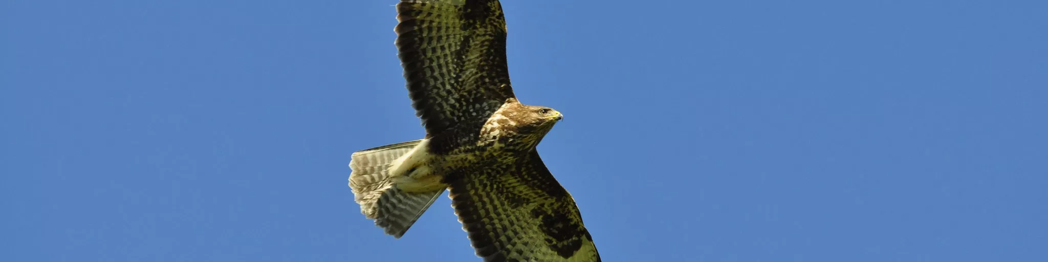Buse variable