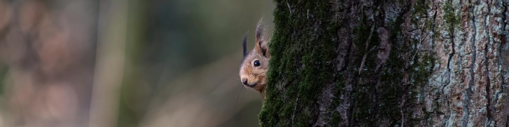 Ecureuil roux, Sciurus vulgaris © Ellen Le Roy