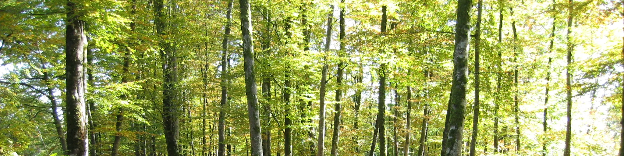 Hêtraie