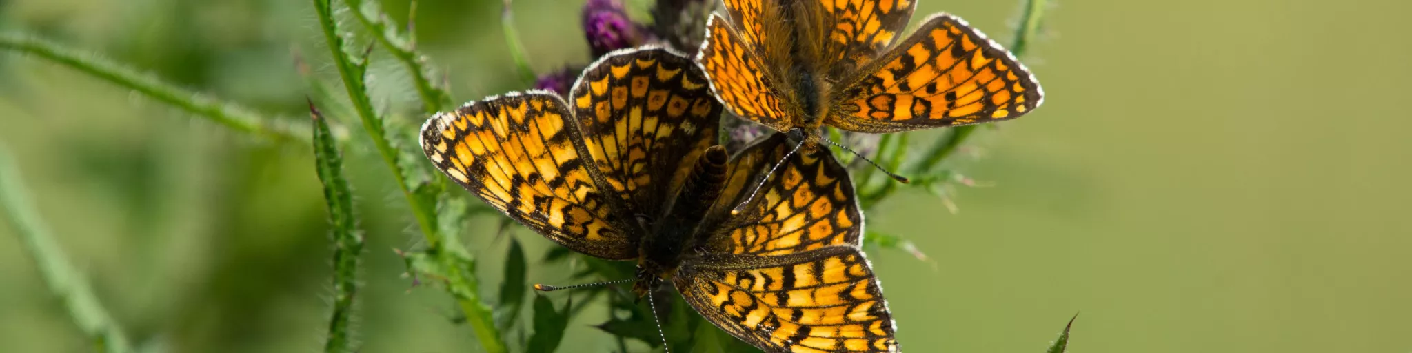 Melitée des Centaurées, Melitaea phoebe © Ellen Le Roy