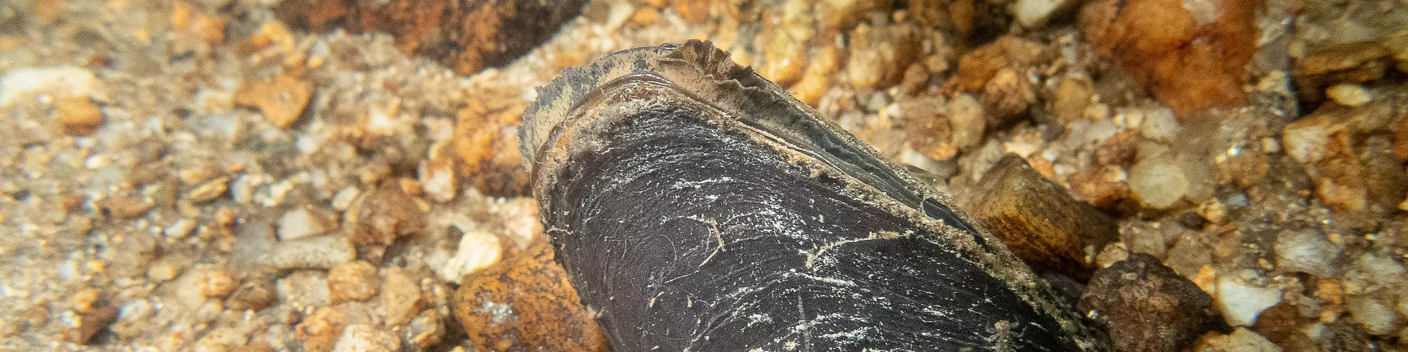 Moule perlière, Margaritifera margaritifera © David Naudon