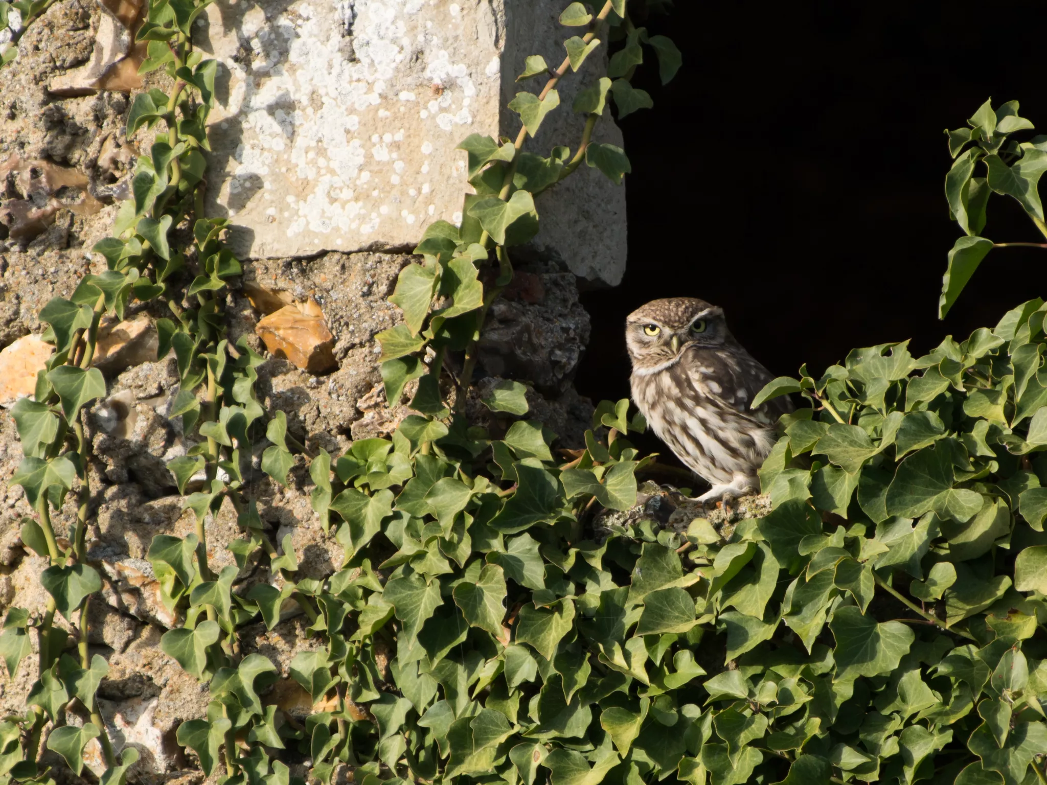 Chevêche d'Athéna, Athene noctua, © Ellen LE ROY Chevêche d'Athéna, Athene noctua, © Ellen LE ROY