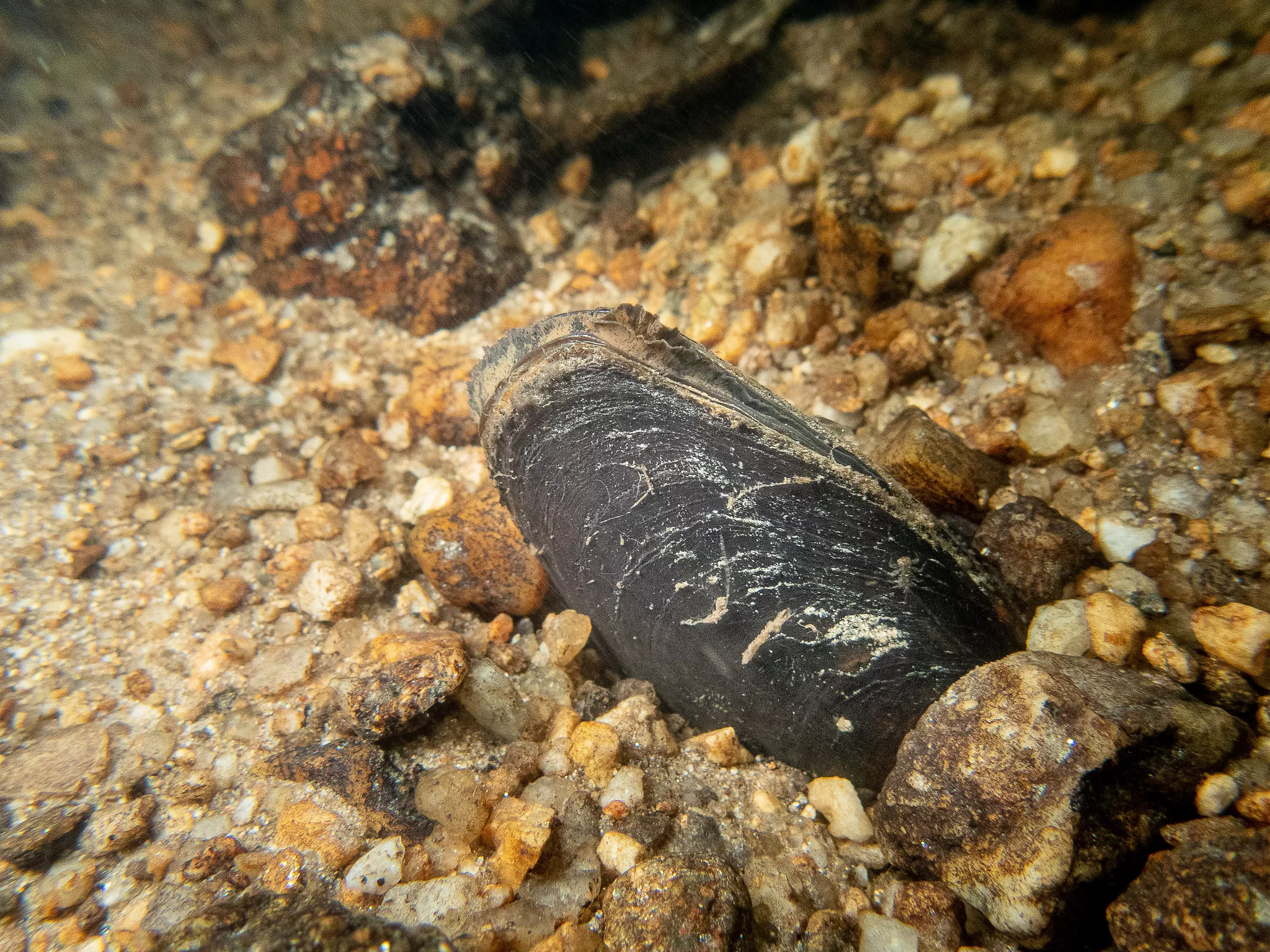 Moule perlière, Margaritifera margaritifera, © David NAUDON Moule perlière, Margaritifera margaritifera, © David NAUDON