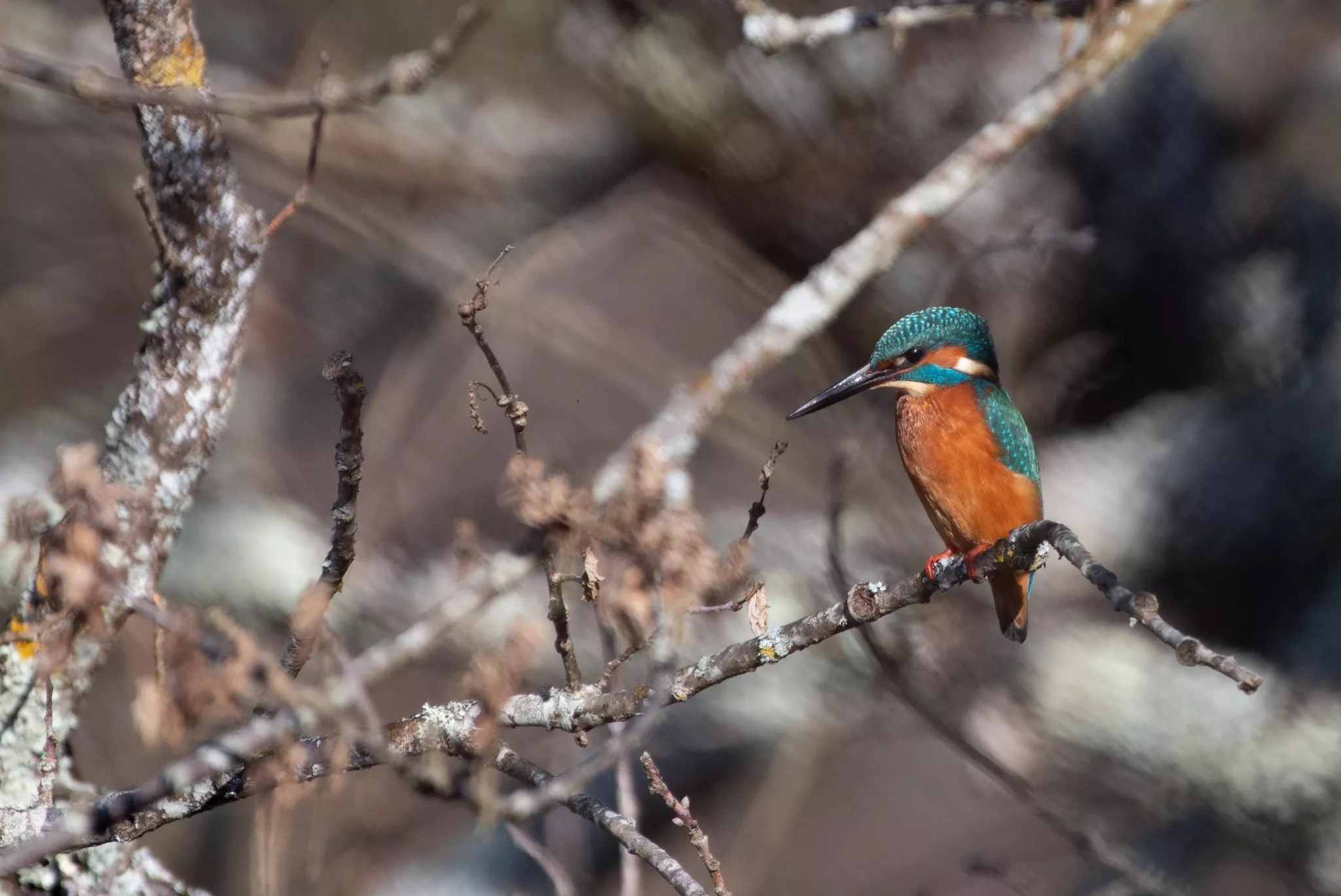 Martin-pêcheur, Alcedo atthis © Ellen LE ROY